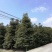 楠木，6至20公分大量，从业十多年资源强大价格公开透明