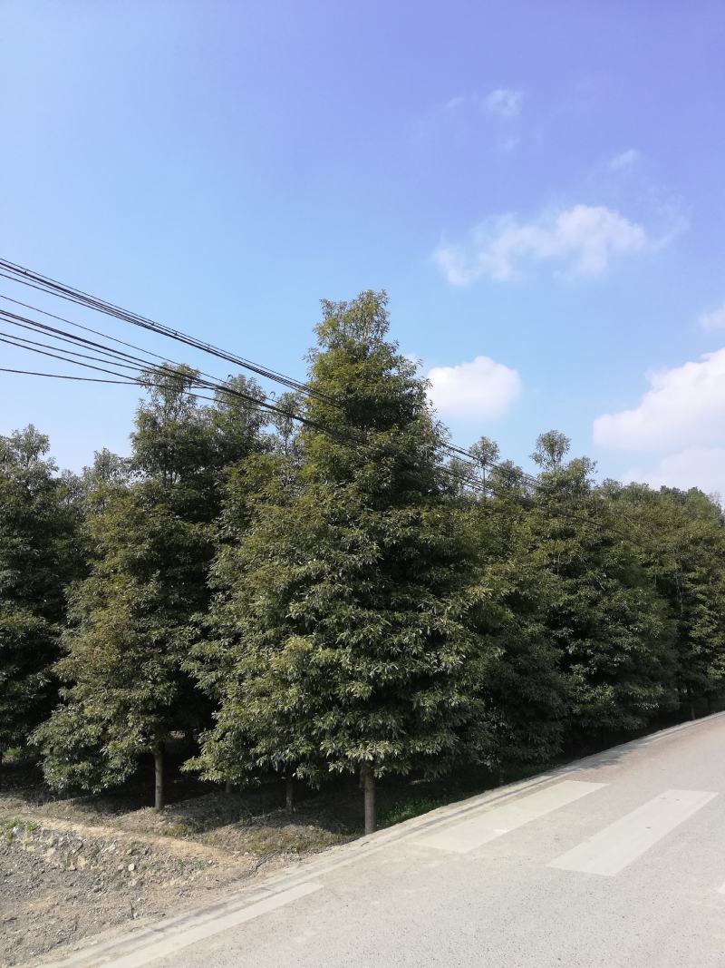 楠木，6至20公分大量，从业十多年资源强大价格公开透明