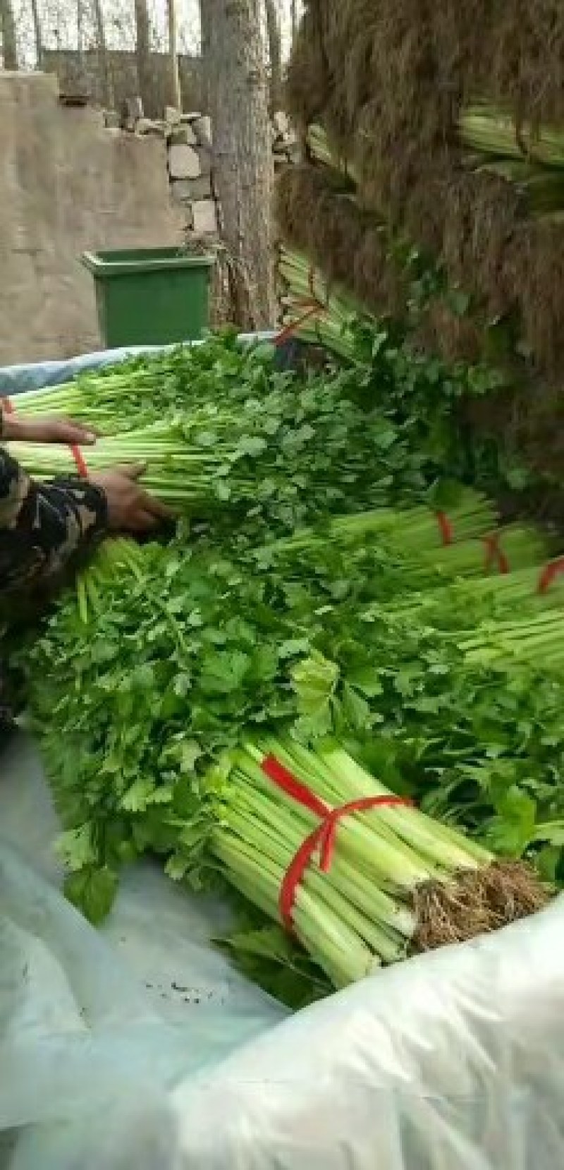 山东省沂水优质细棵芹菜，大量批发，保质保量，价格公开。