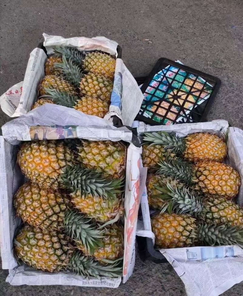 海南菠萝口感甜无黑心黑刺质量保证