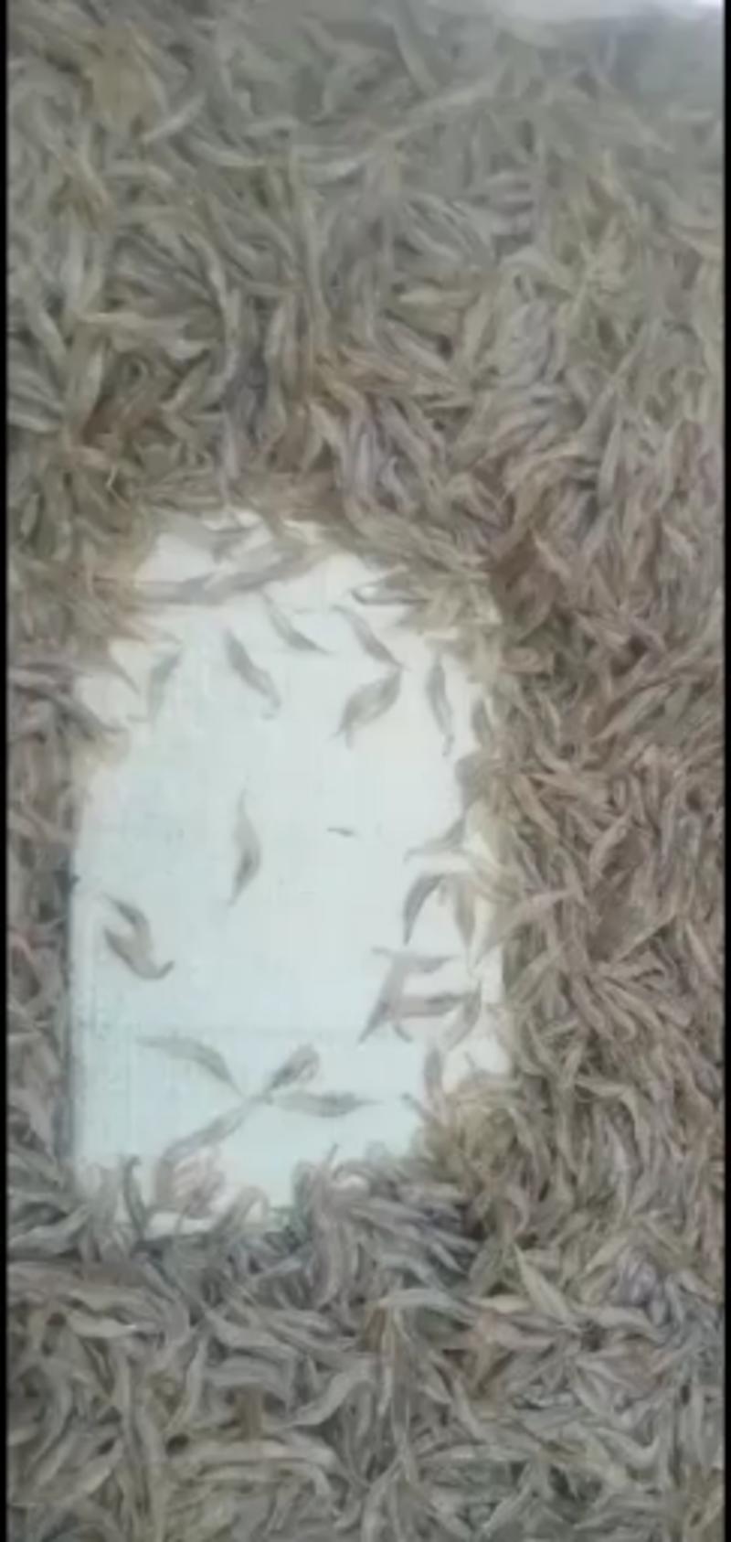 水产米虾新鲜干净白米虾小野鱼大量出售米虾
