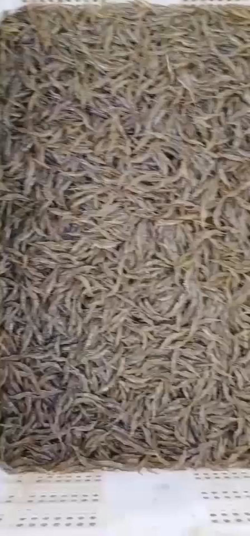 水产米虾新鲜干净白米虾小野鱼大量出售米虾