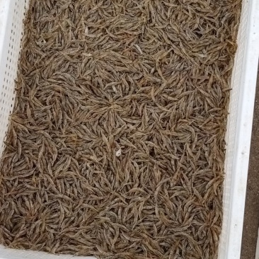 水产米虾新鲜干净白米虾小野鱼大量出售米虾