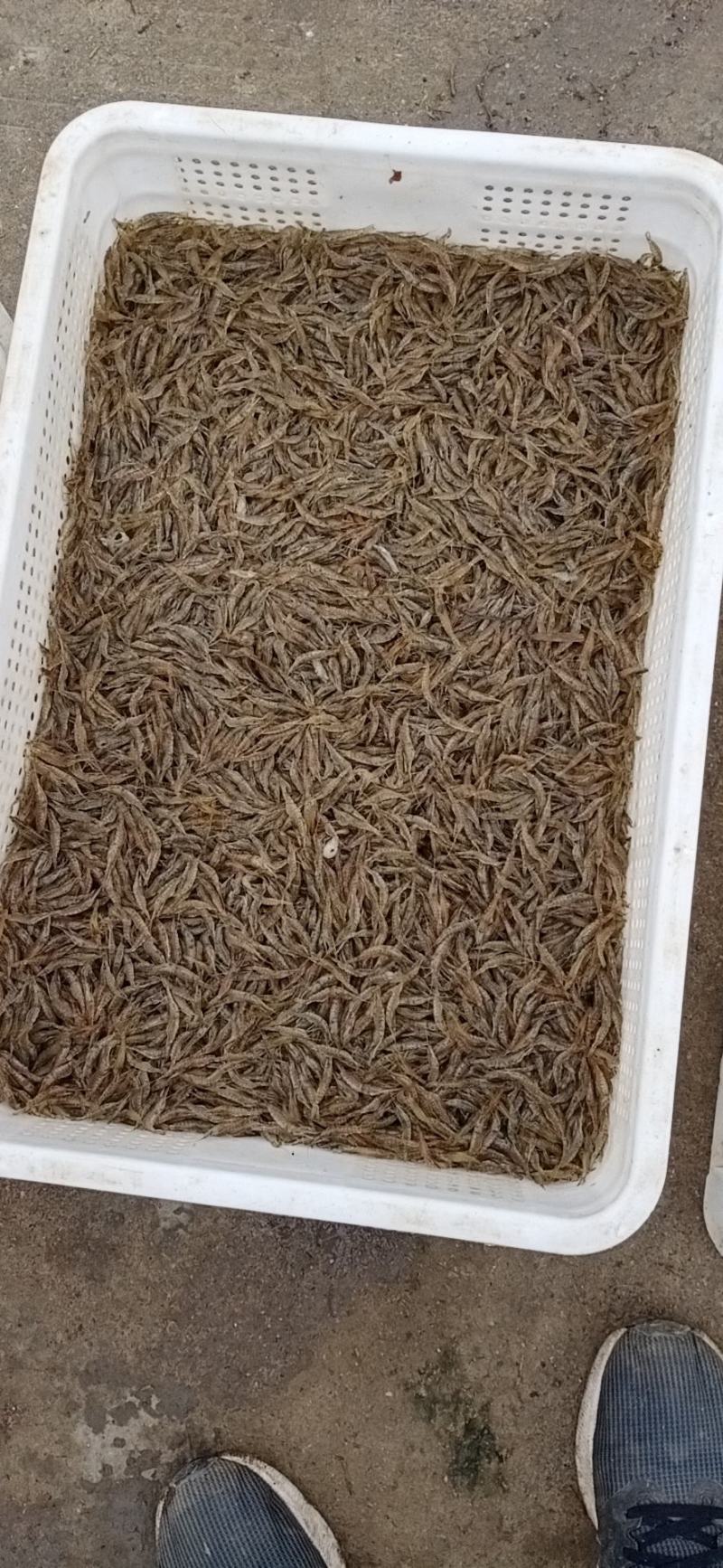 水产米虾新鲜干净白米虾小野鱼大量出售米虾