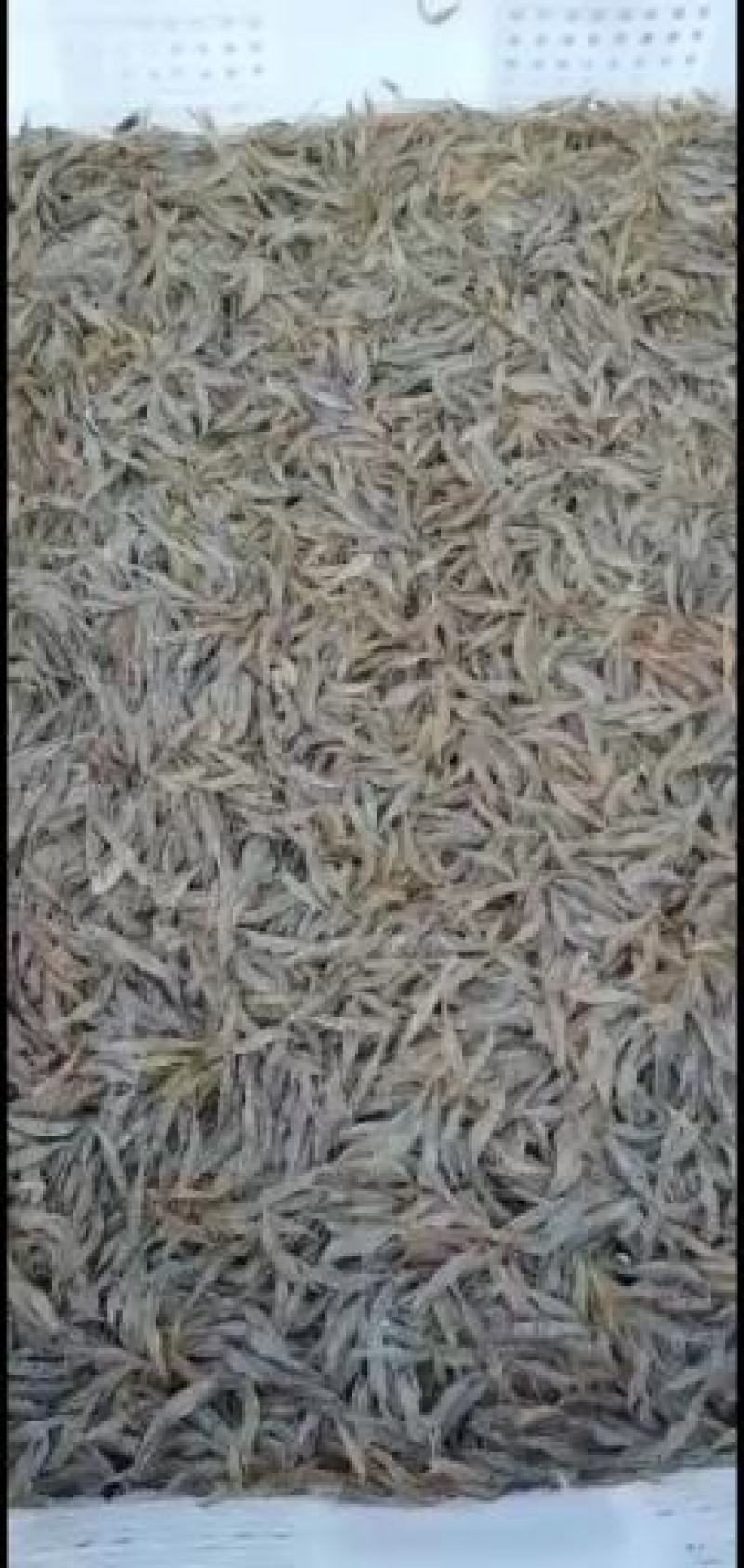 水产米虾新鲜干净白米虾小野鱼大量出售米虾