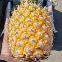海南菠萝口感甜无黑心黑刺质量保证