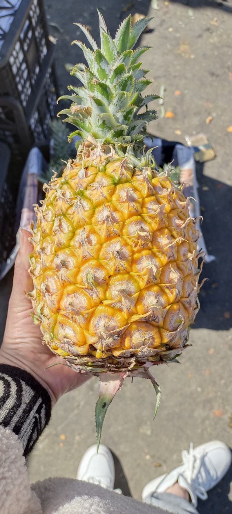 海南菠萝口感甜无黑心黑刺质量保证