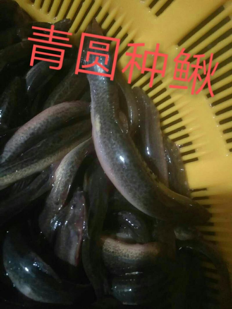 青圆泥鳅苗，包教孵化技术，学会为止，成品包回收