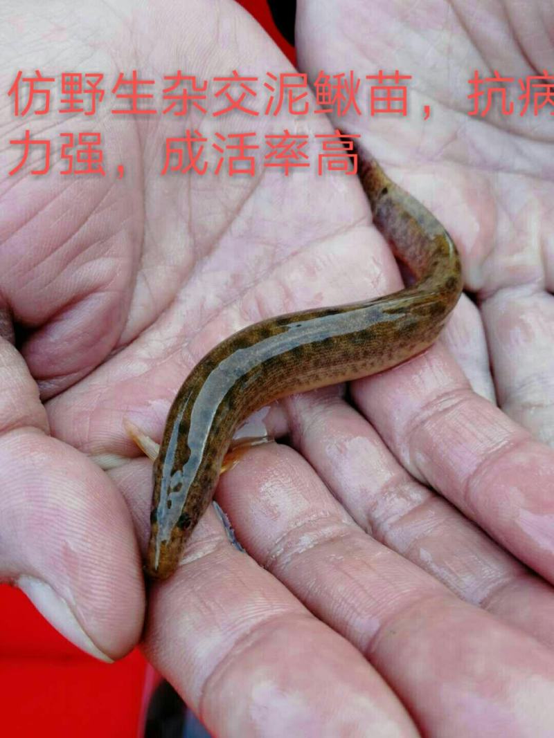 青圆泥鳅苗，包教孵化技术，学会为止，成品包回收