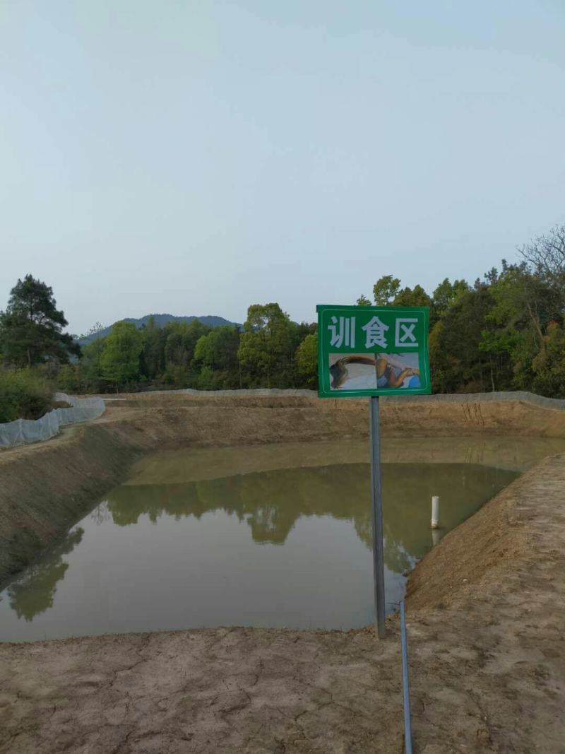青圆泥鳅苗，包教孵化技术，学会为止，成品包回收