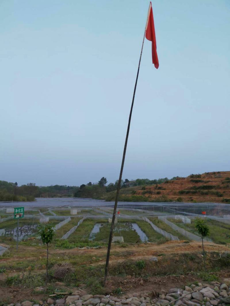 青圆泥鳅苗，包教孵化技术，学会为止，成品包回收