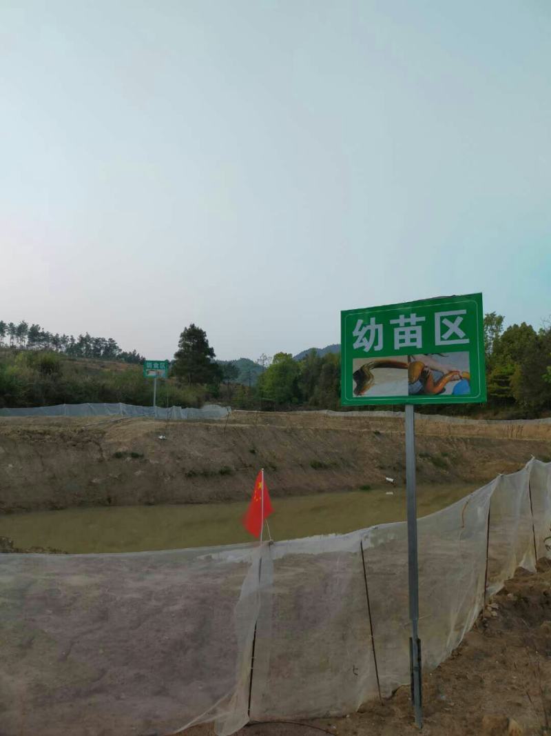 青圆泥鳅苗，包教孵化技术，学会为止，成品包回收