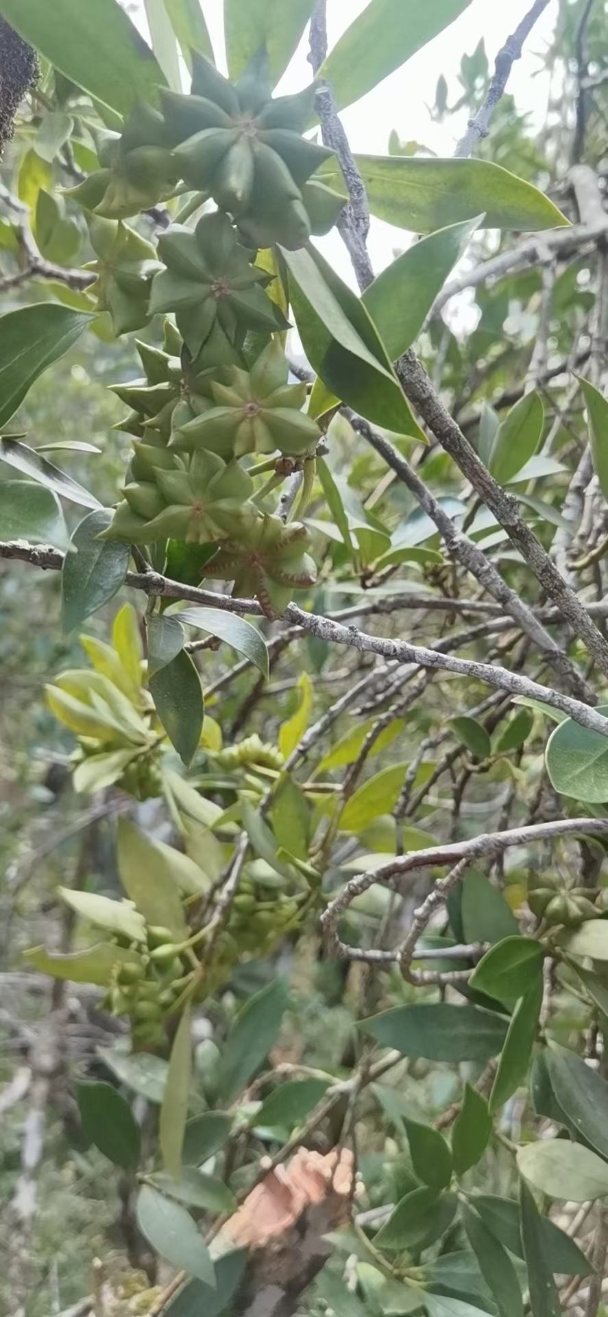 广西野生土山货石仙桃