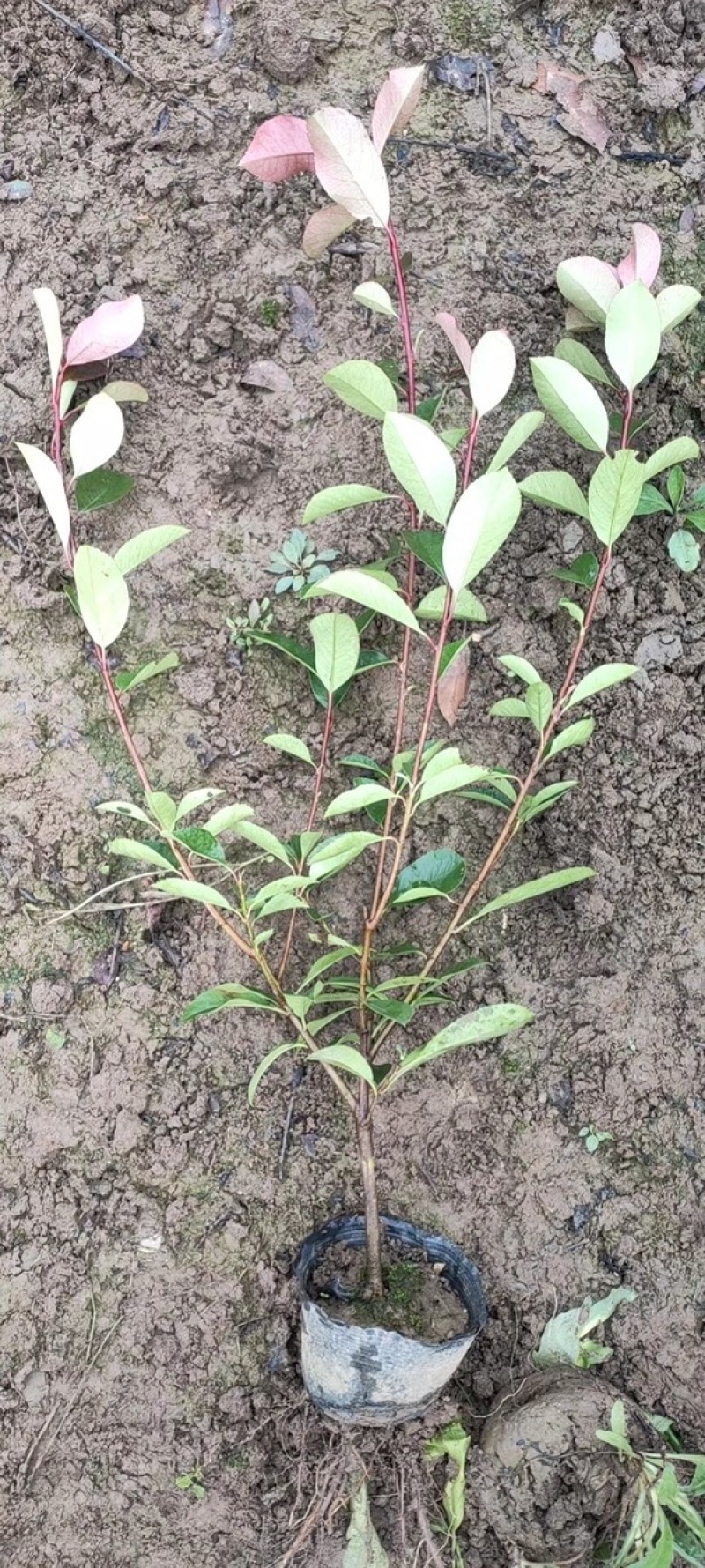 红叶石楠小杯大杯大桶基地直销。