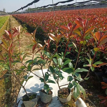 红叶石楠小杯大杯大桶基地直销。