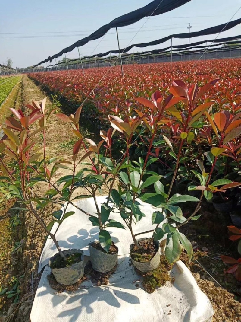 红叶石楠小杯大杯大桶基地直销。
