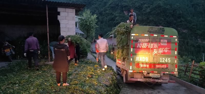 供应艾草【保质保量】端午艾草艾草支持上门看货基地批发