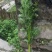 供应艾草【保质保量】端午艾草艾草支持上门看货基地批发