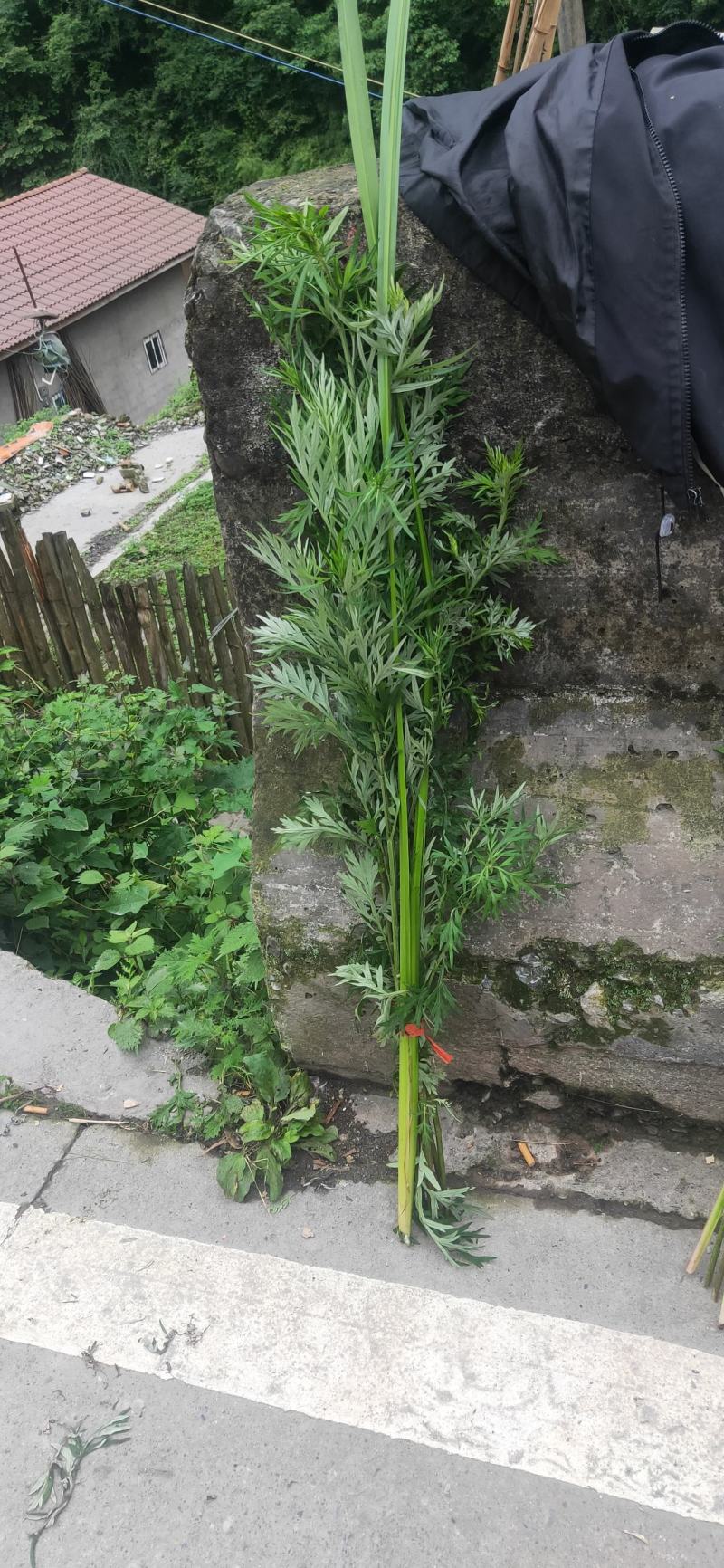 供应艾草【保质保量】端午艾草艾草支持上门看货基地批发
