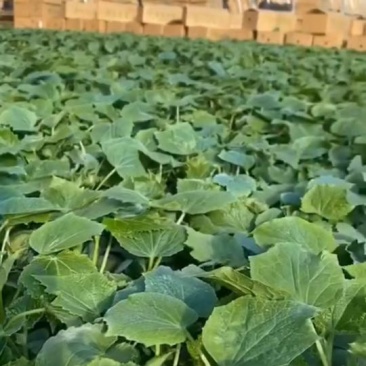 黄瓜苗大黄瓜苗翠绿条直刺密
