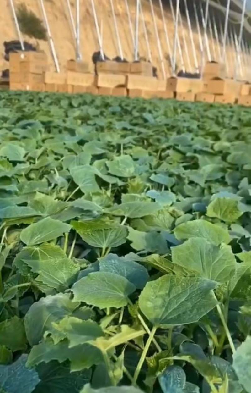 黄瓜苗大黄瓜苗翠绿条直刺密