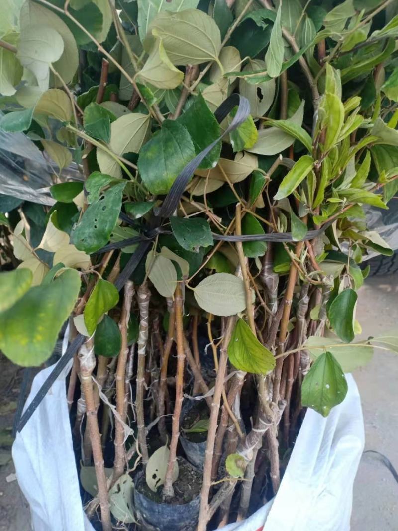 🔥🔥青枣嫁接果苗🔥🔥小袋苗，果大有甜可视频看货
