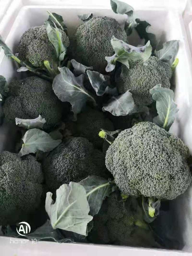 精品西兰花，河南西兰花，大量上市产地直发，代发全国
