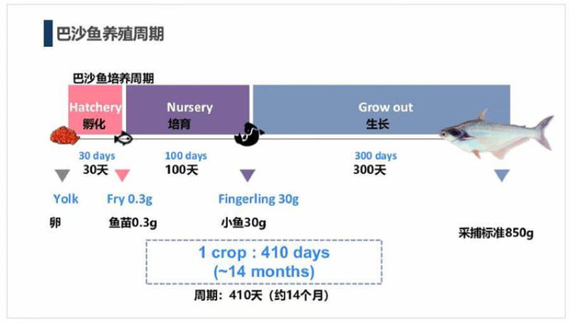 国产/进口巴沙鱼柳厂家直发