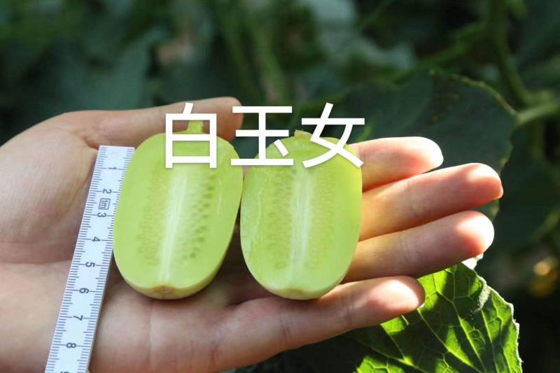 白玉女黄瓜正在上市中