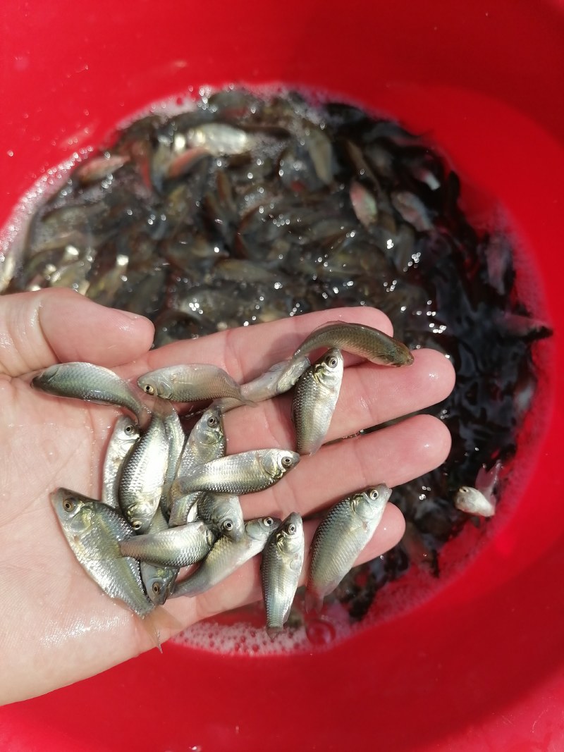 鲫鱼苗，快大优质鲫鱼苗，广东鱼苗场直销，量大从优