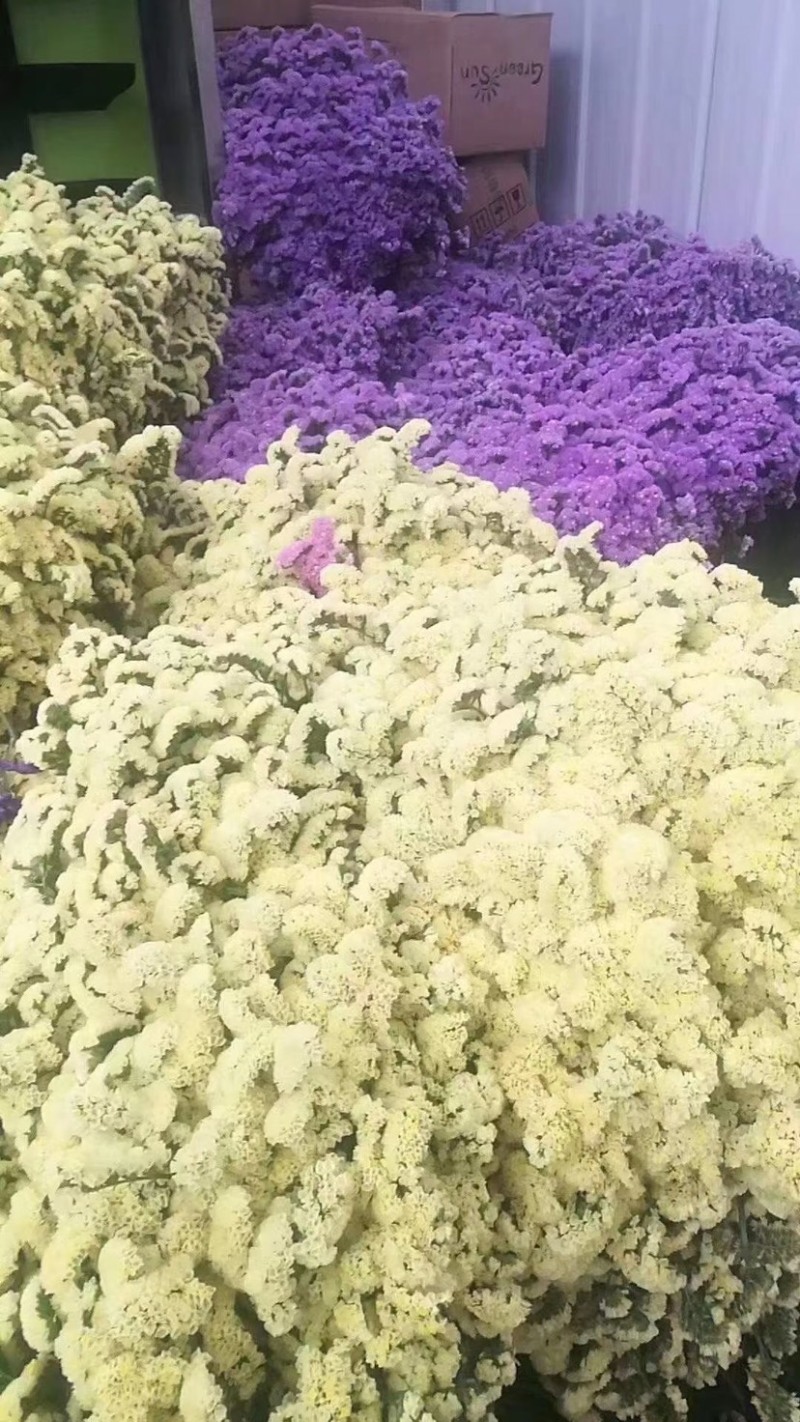 云南勿忘我干花春季热卖产品一件200斤一手货源