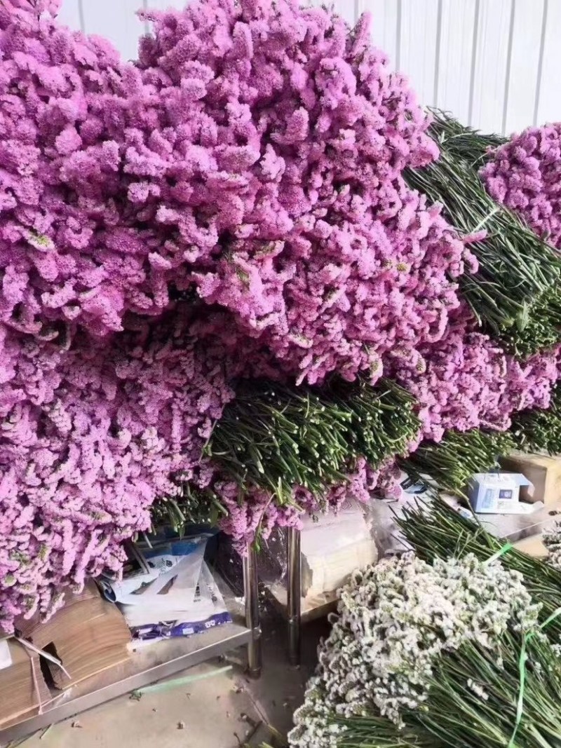 云南勿忘我干花春季热卖产品一件200斤一手货源