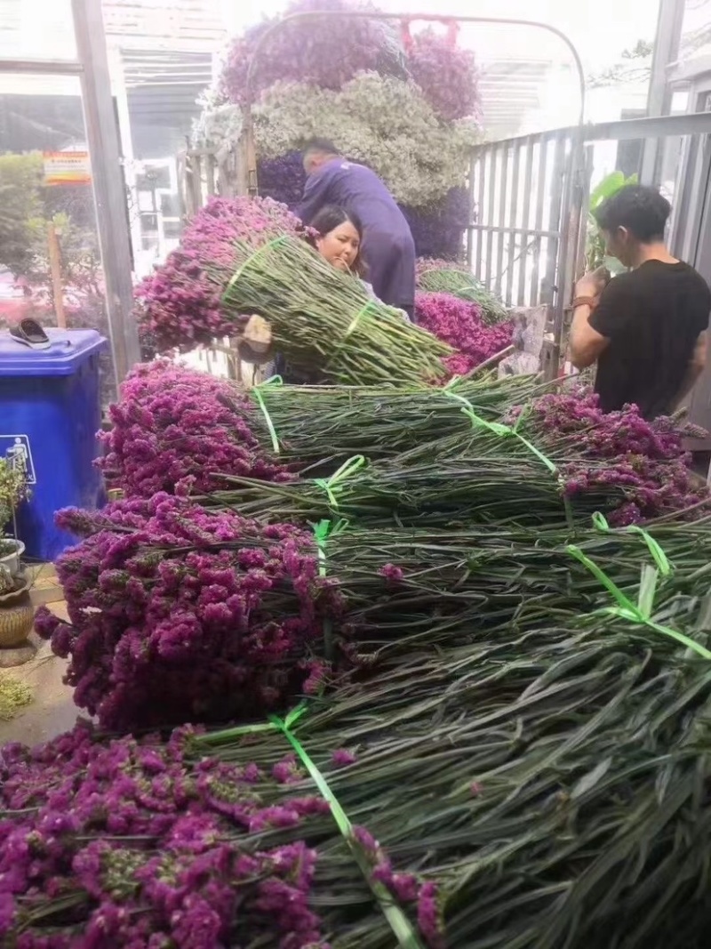 云南勿忘我干花春季热卖产品一件200斤一手货源