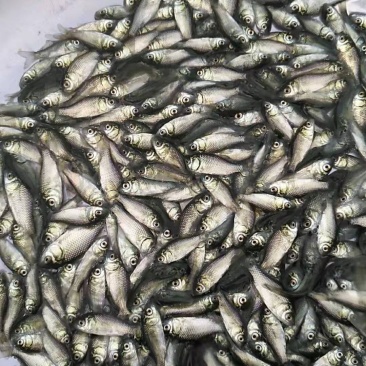 高抗清龙鲫鱼，澳洲鲫鱼，（量大从优，全程技术指导。）