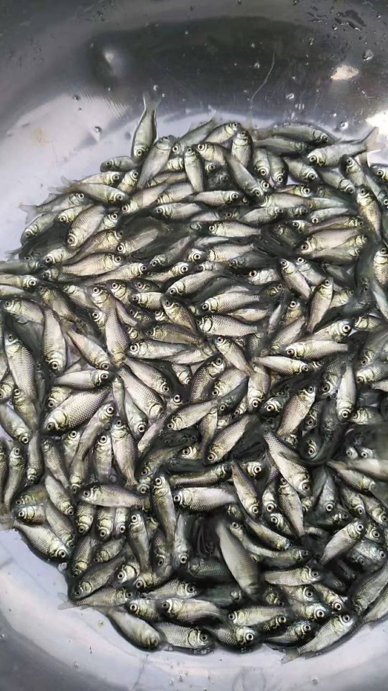 高抗清龙鲫鱼，澳洲鲫鱼，（量大从优，全程技术指导。）