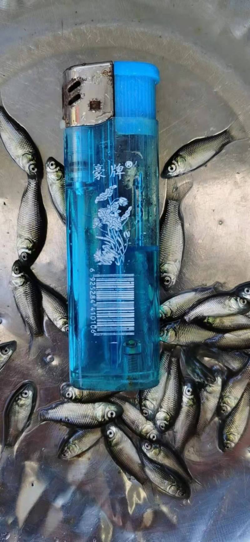 高抗清龙鲫鱼，澳洲鲫鱼，（量大从优，全程技术指导。）