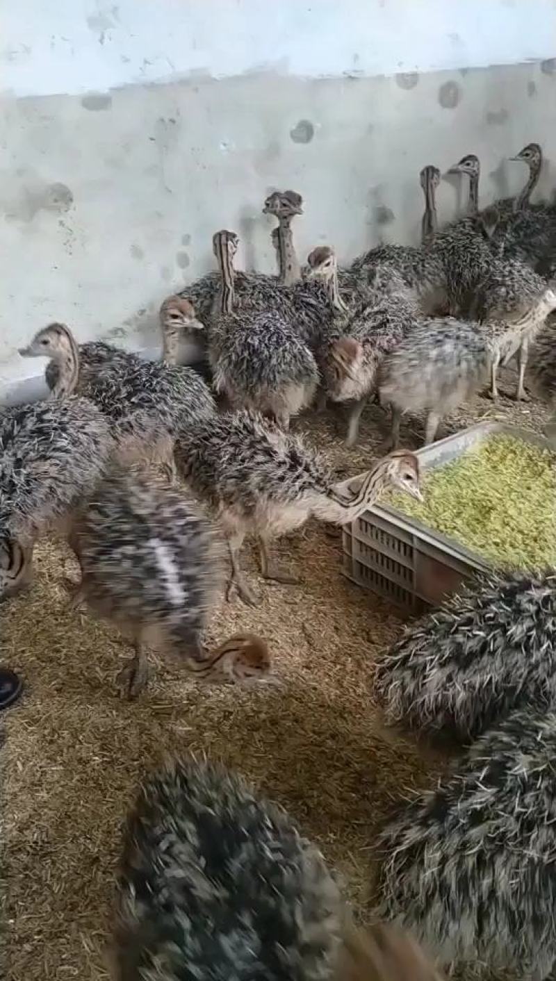鸵鸟苗批发，鸵鸟苗价格，供应鸵鸟苗一对也发货