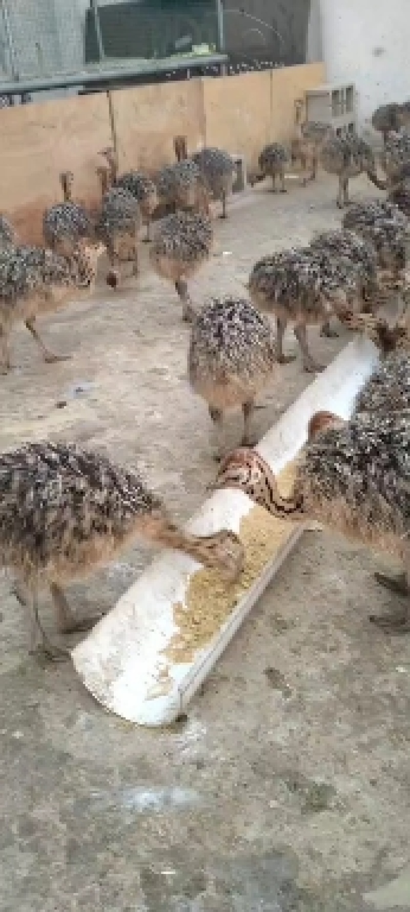 鸵鸟苗批发，鸵鸟苗价格，供应鸵鸟苗一对也发货