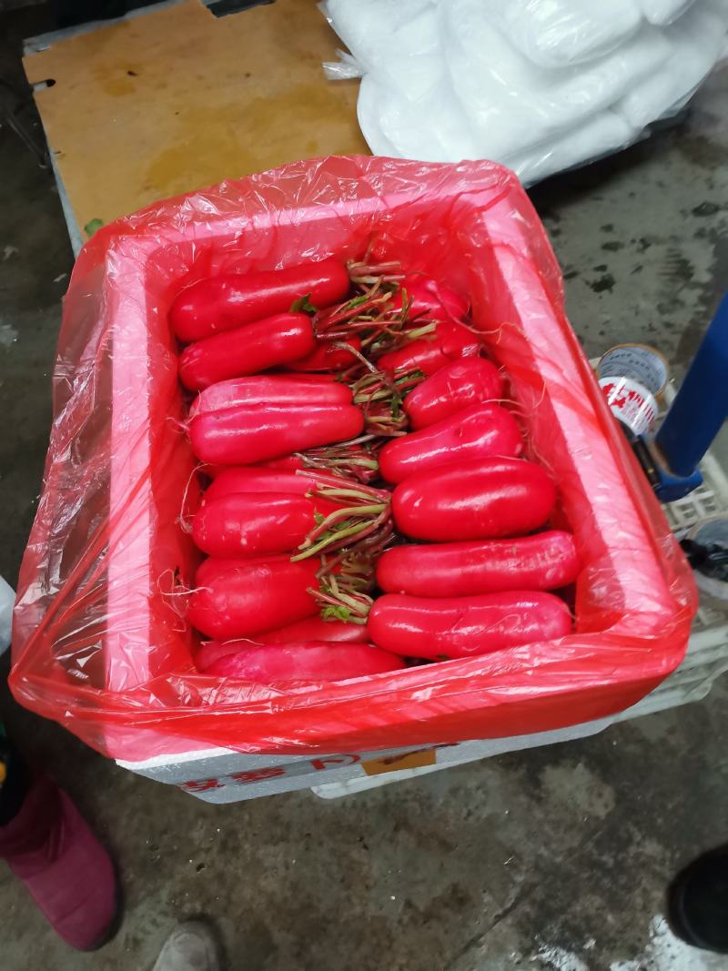 娃娃菜泡沫箱，罗卜泡沫箱