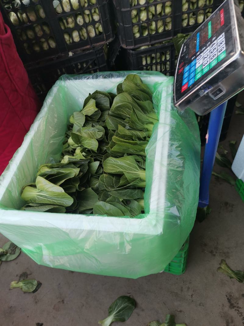 娃娃菜泡沫箱，罗卜泡沫箱