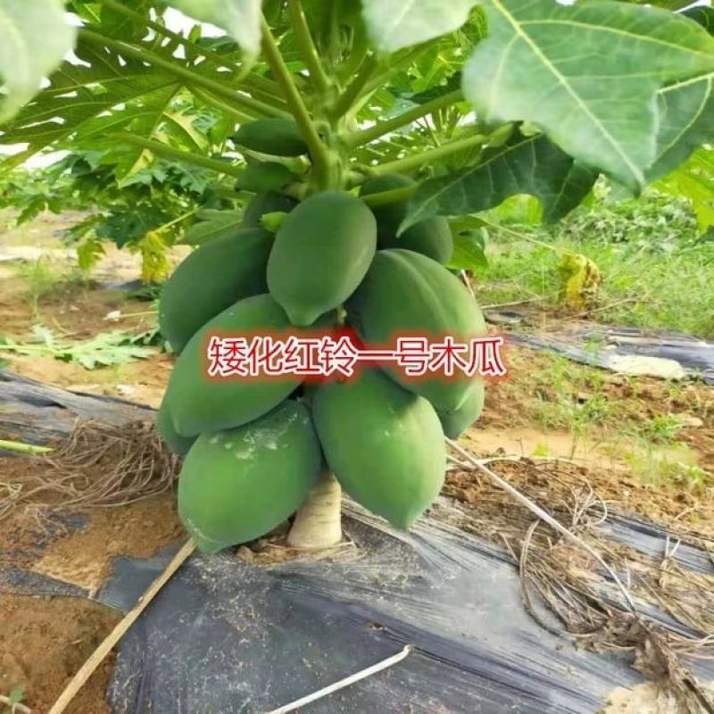 木瓜苗大青红肉水果木瓜树苗营养杯苗当年结果