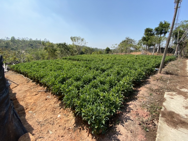 非洲茉莉、非洲茉莉袋苗灰莉、鲤鱼胆、灰刺木