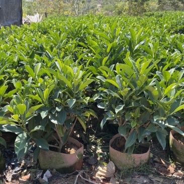 非洲茉莉、非洲茉莉袋苗灰莉、鲤鱼胆、灰刺木