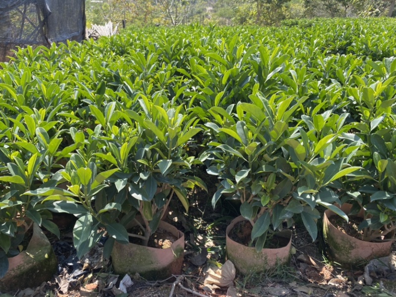 非洲茉莉、非洲茉莉袋苗灰莉、鲤鱼胆、灰刺木