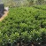 非洲茉莉、非洲茉莉袋苗灰莉、鲤鱼胆、灰刺木