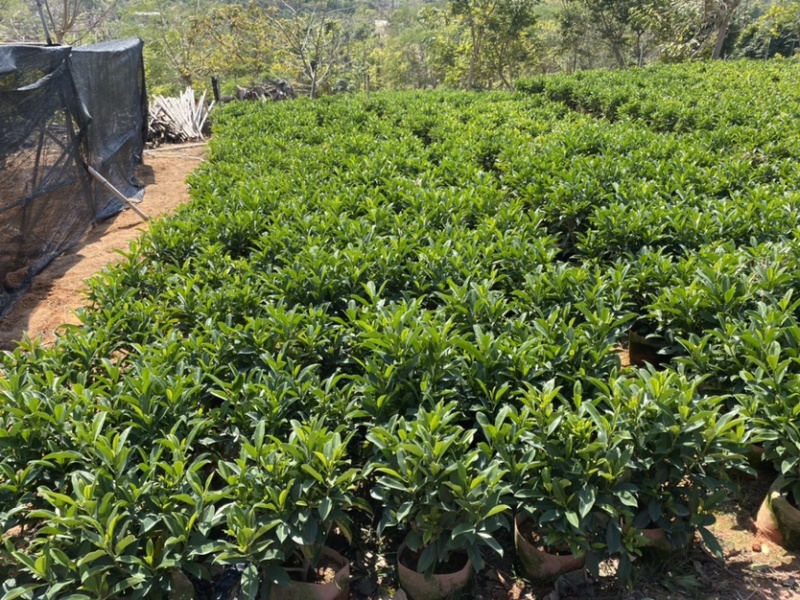 非洲茉莉、非洲茉莉袋苗灰莉、鲤鱼胆、灰刺木