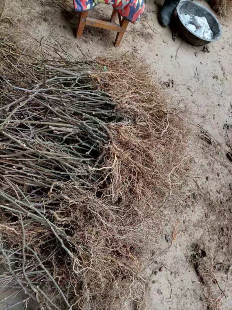 各种规格的实生猕猴桃苗