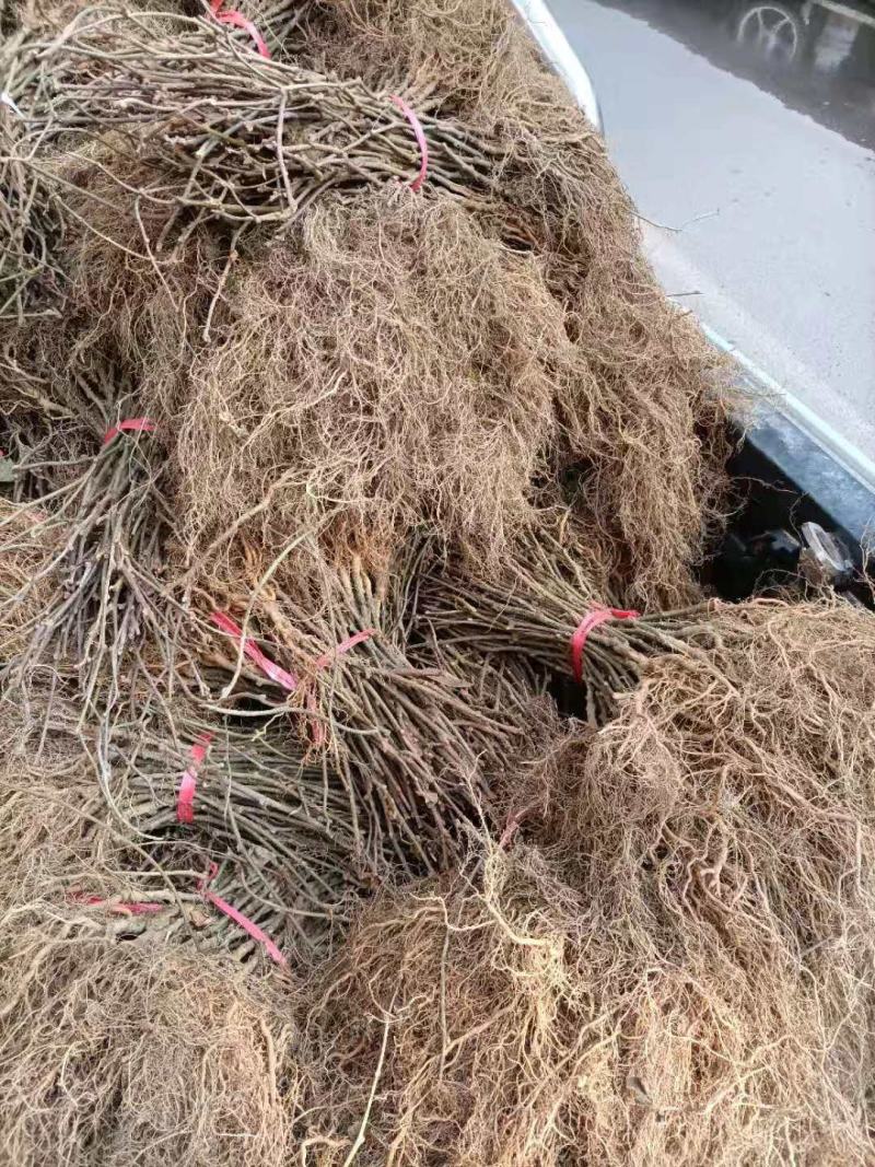 各种规格的实生猕猴桃苗