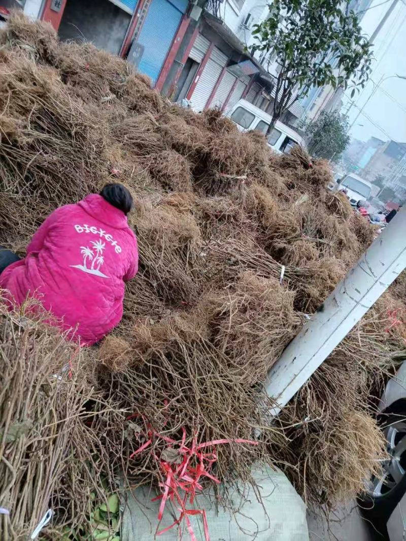 各种规格的实生猕猴桃苗