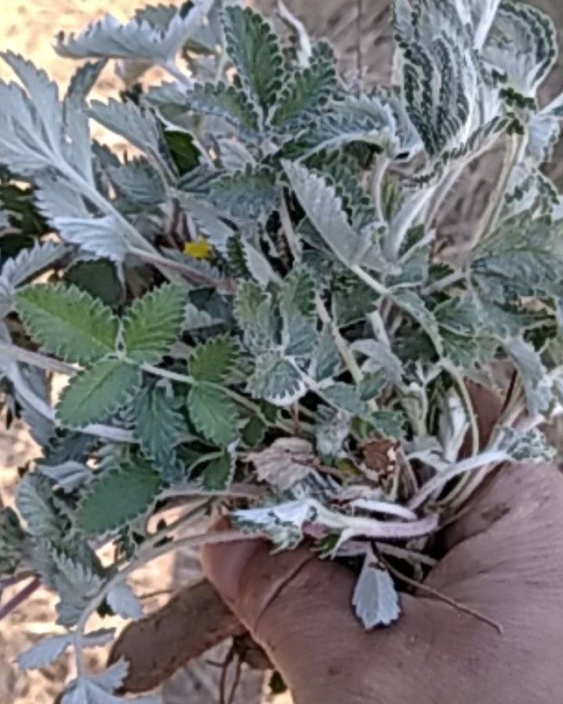 翻白草扎把翻白草大别山野生中药材批发零售